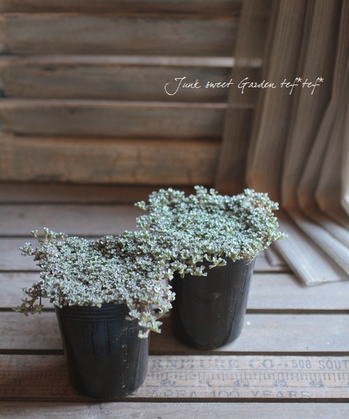 Raoulia australis.<BR>إޥåȥǥ<BR>ػ -󥻥ĥ-