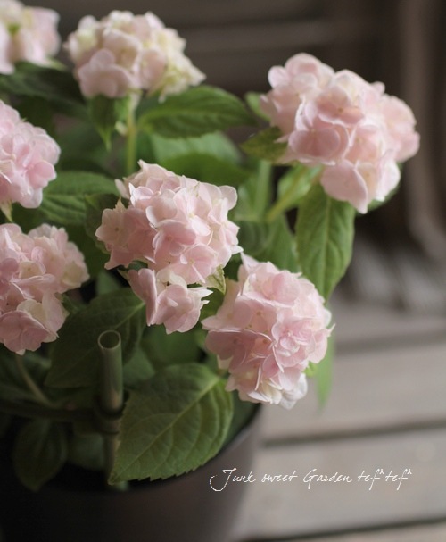Hydrangea serrata<BR><BR><BR>ذͽҼޤ
