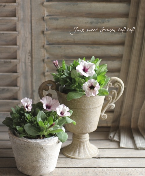Petunia��hybrida<BR><BR>��߷������Ρ��ڥ���˥����ץ쥸�㡼<BR>�إۥ磻�ȥ�饢���ѥƥ�����