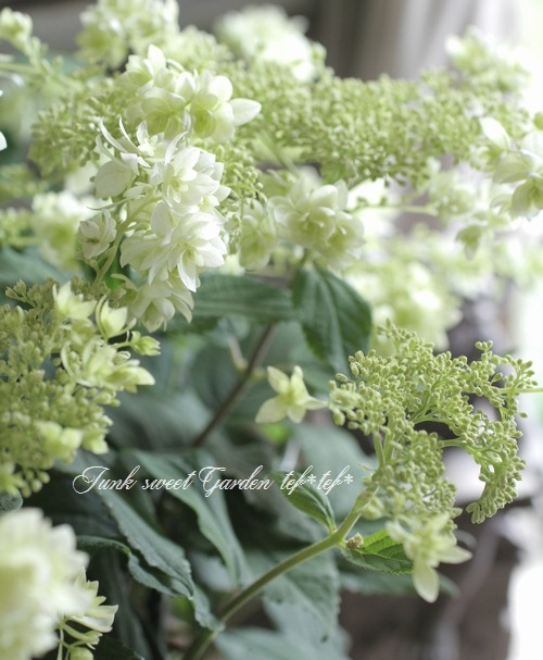 八重咲きアナベル・紫陽花 『ヘイズ・スターバースト』 | すべて