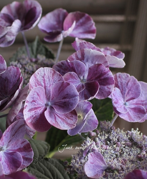 紫陽花　美品 今年の紫陽花たち🫧✨ #nikon #nikonzfc⠀ #ニコン⠀ #zcreators