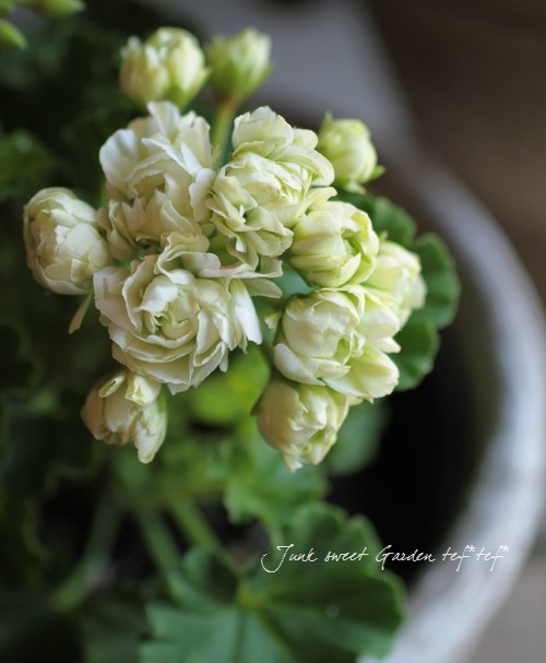 八重咲きゼラニウム 『グリーンブーケ』 | すべての商品 | | Junk