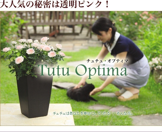 ����ȥ������������<BR>�ߥ˥Х�إ��ץƥ��ޡ���������