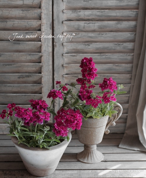 <i>Verbena</i><BR><BR>���ؽɺ��С��٥�<BR>����ץ쥹�إС�����ǥ���