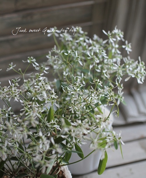 ユーフォルビア 『ダイヤモンドフロスト』 | すべての商品