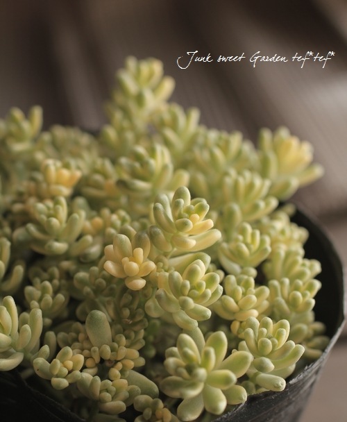 ��¿����ʪ�� ������ �������������꥿���ȥ����