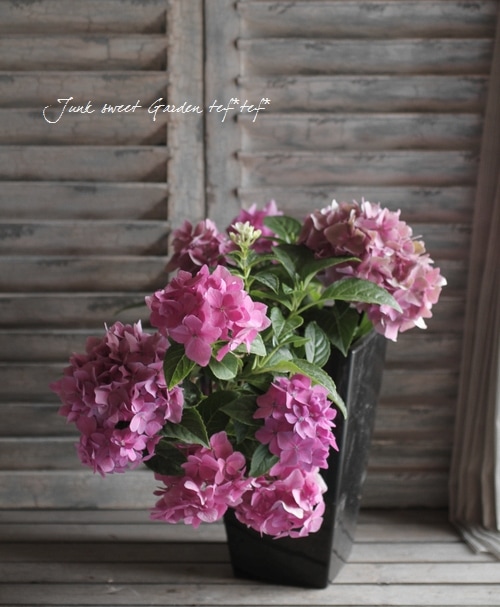 花 agiri 童仙房ナーセリー＆ガーデンのハイドランジア,パニキュラータ,【品種