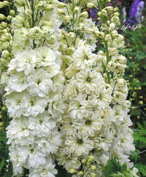 <i>Delphinium</i><BR><BR>�ǥ�ե��˥��ࡦ���֥�<BR>�إ��꡼��ĥ����ȡ�