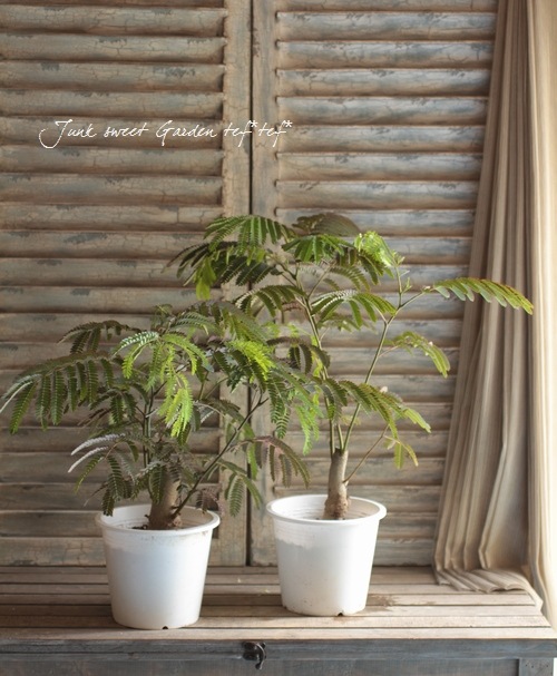 Albizia julibrissin<BR><BR>Ƽ�եͥ�Υ��إ١�����ϡ�
