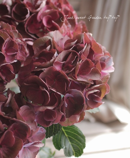 塩原園芸さんの<BR>『秋色紫陽花・ボルドー色』 | すべての商品