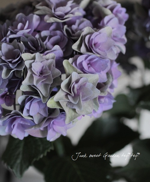 素敵に色付き始めた<BR>八重咲き秋色紫陽花<BR>『ポジーブーケ