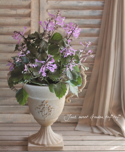 Plectranthus<BR> 'cape angels' <BR><BR>室内OK！プレクトランサス<BR