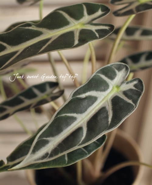 アロカシア バンビーノホワイト / Alocasia bambino アロカシア バンビーノホワイト / Alocasia bambino