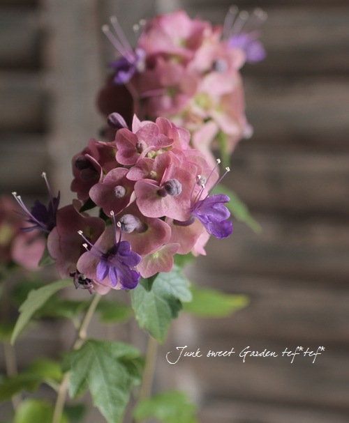 ホルムショルディア 『テッテンシス』 『チャイニーズハット