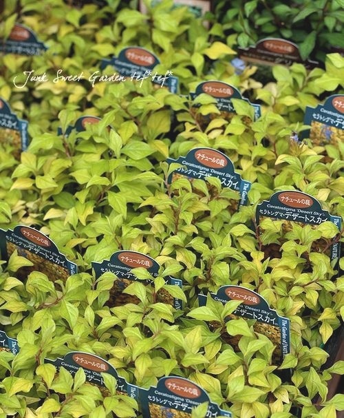 Floraison✥　2点おまとめ ユウナページ LEGO Inventory for 42153-1: NASCAR Next Gen