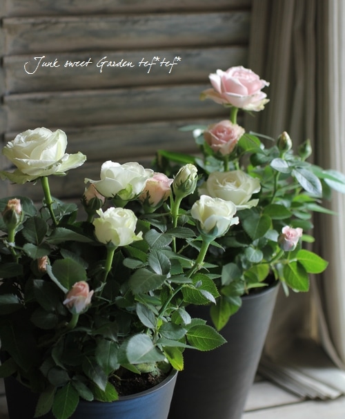 i>Rosa.Min</i><BR><BR>開花期が長い！<BR>ミニバラ『インフィニティ