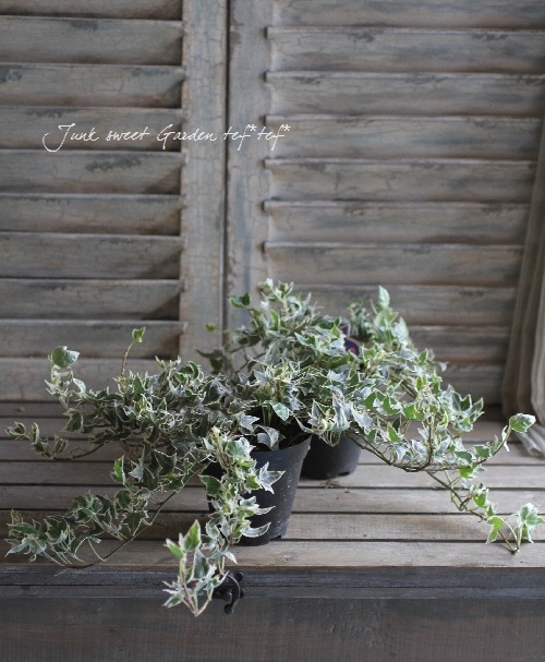 i>Hedera helix</i><BR><BR>最新品種！<BR>極小葉！！！ヘデラ