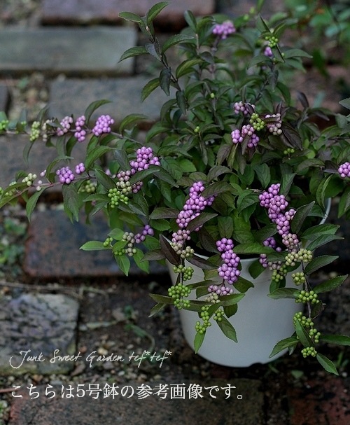 【★安心の定価販売★】 i>Callicarpa japonica.</i><BR>『ムラサキシキブ』<BR>大株8号 その他
