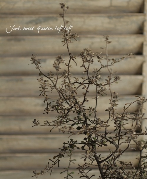 <i>Corokia cotoneaster </i><BR><BR>ȥͥ<BR>إ磻䡼