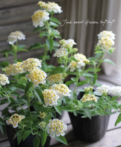 <i>Lantana camara</i><BR><BR>󥿥<BR>إ&ۥ磻ȡ