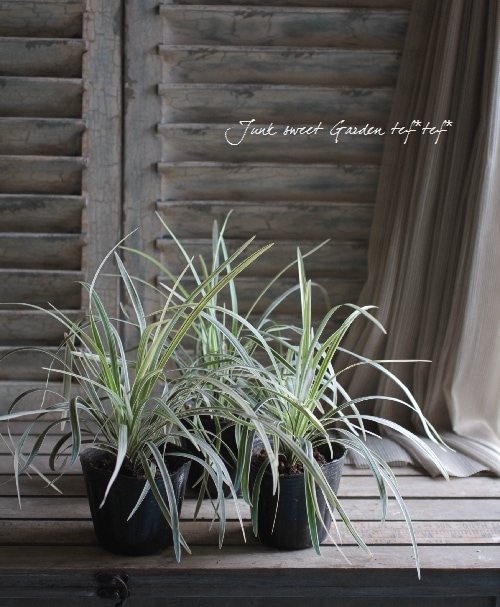 ���ե����ݥ��� �إߥ�����󥿥���