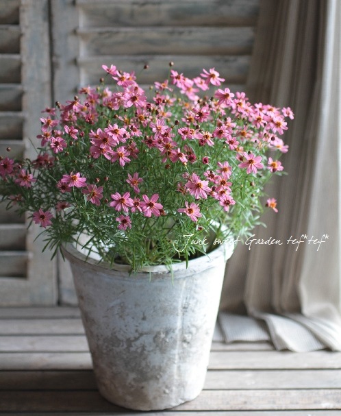 <i>Coreopsis<i/><BR><BR>�ɺ��𥳥쥪�ץ���<BR> �إ饤����å��ѥå�����