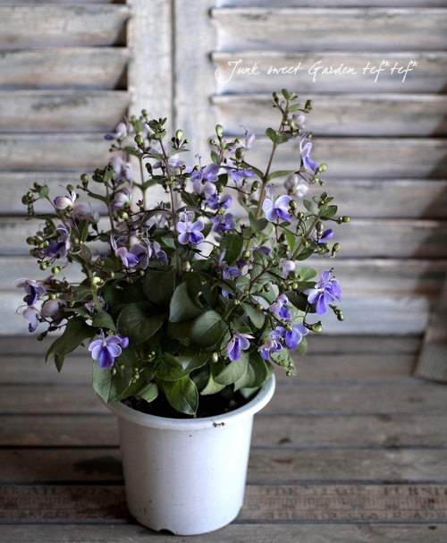 <i>Clerodendrum ugandense</i><BR><BR>󤤤礦<BR>ǥɥ<BR>إ֥롼󥰡