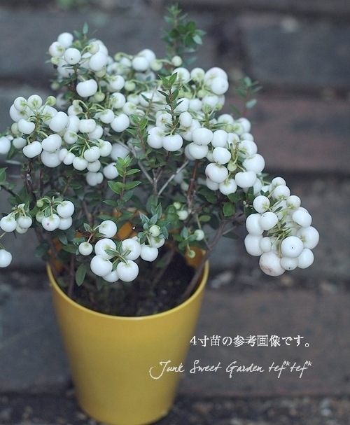 ڥͥåƥ ϥåԡ٥꡼/ǥ٥꡼إۥ磻ȡ