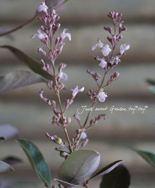 <i>Vitex trifolia 'Purprea'</i><BR><BR>��Ũ���տ�����������<BR>Ƽ�����Υ˥󥸥�ܥ�<BR>�إץ�ץ쥢�����