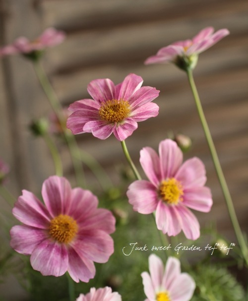 i>Cosmos bipinnatus</i><BR><BR>コスモス<BR>『ハッピーリング