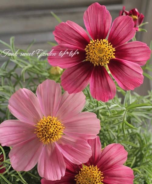 <i>Cosmos bipinnatus</i><BR><BR>⥹<BR>إƥ