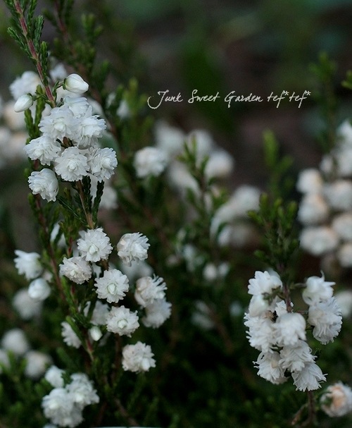 <i>Calluna vulgaris</i><BR><BR>Ȭź餭롼<BR>֥륬ꥹ<BR>MIXۥ磻ȡߥԥ󥯡