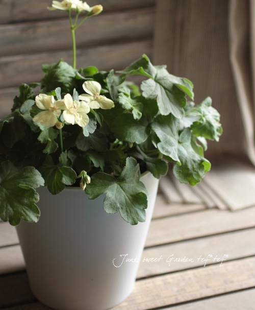 <i>Pelargonium</i><BR><BR>Ȭ�ź餭����˥���<BR>�إե������ȥ���������