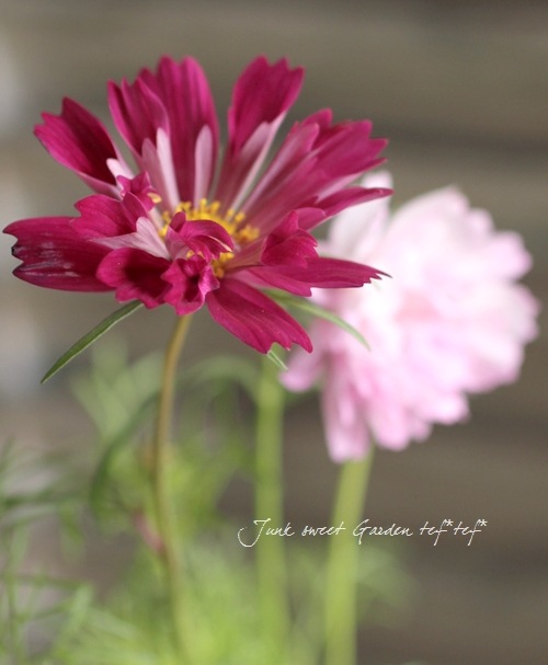 <i>Cosmos bipinnatus</i><BR><BR>�����⥹�إ��֥륯��å���<BR>����MIX