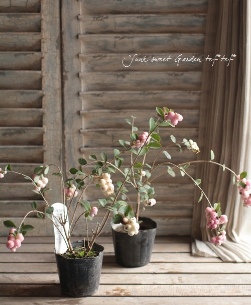 <i>Synphordarpos albus</i><BR><BR>�����ȥ�å���<BR>�إ���ե��ꡦ����ݥ���<BR>�ߥ륭���ԥ�