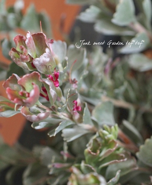 ���ǥʥ󥵥����إ��͡��������Х����åȥե���