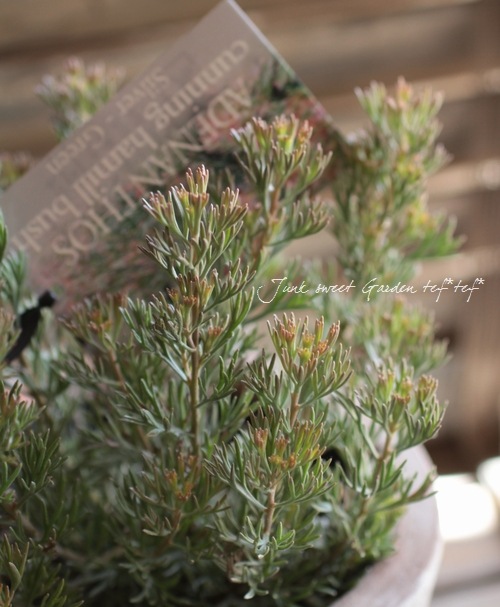 <i>adenanthos meisneri carpet</i><BR><BR>�������ȥ�ꥢ��ץ���<BR>���ǥʥ󥵥����֥å����<BR>�إ��˥��󥰡��ϡ��˥Х��