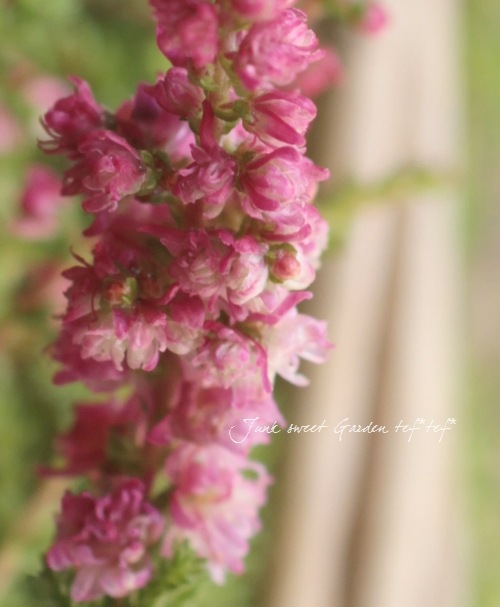 ���롼�ʡ��֥륬�ꥹ���إ��꡼���Ȭ��ǻ�ԥ󥯾��֡١���No.A��