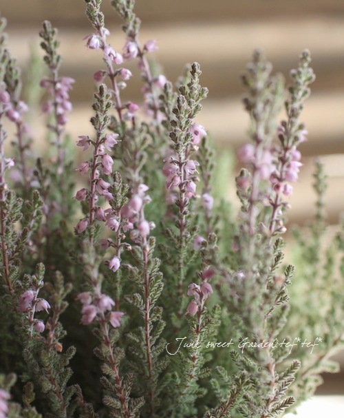 ���롼�ʡ��֥륬�ꥹ���إ���С��١���No.D��