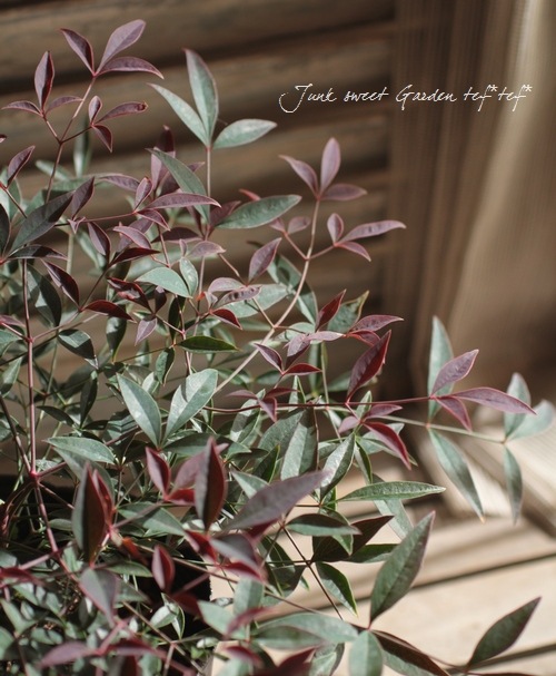 <i>Nandina domestica ��Flirt��</i><BR><BR>�ʥ�ƥ�<BR>�إե롼�ȡ�