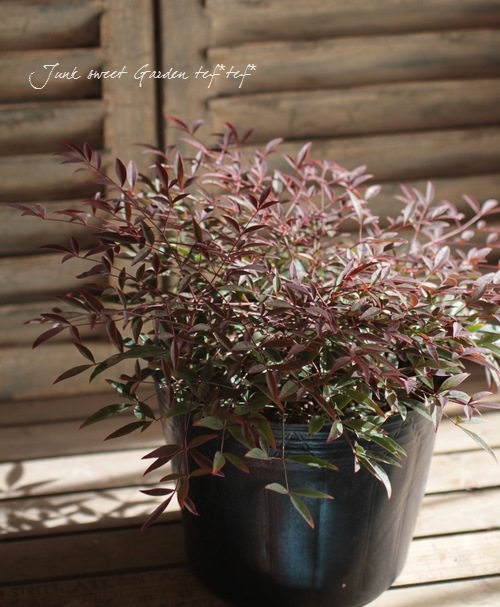 <i>Nandina domestica ��Flirt��</i><BR><BR>�ʥ�ƥ�<BR>�إե롼�ȡ�