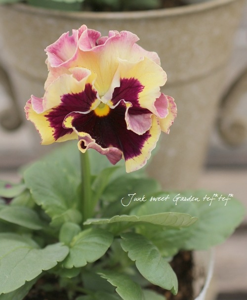 <i>Viola��wittrockiana </i><BR><BR>�ե��ѥ󥸡�<BR>�եꥺ�륷����<BR>�إ饺�٥꡼��