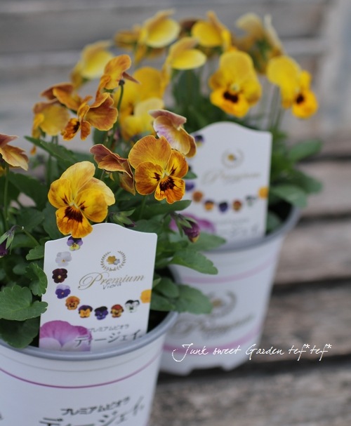 <i>Viola��wittrockiana </i><BR><BR>���󥸥��󥿤���Υץ�ߥ���ӥ��顪<BR>�ǥ����������إ���������