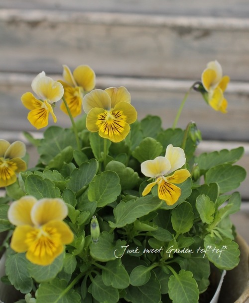 <i>Violawittrockiana </i><BR><BR>ӥ<BR>ߥ˥إϡȥ