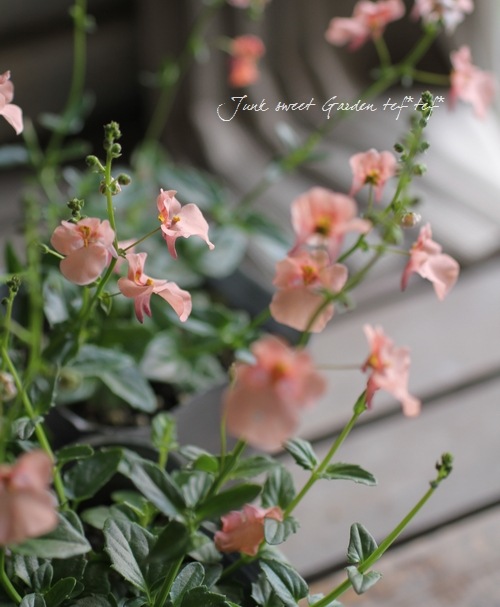 <i>Diascia barberae</i><BR><BR> ¿ǯ�𡦥ǥ���������<BR>�ߥ饯�륷�꡼�� �إԡ�����