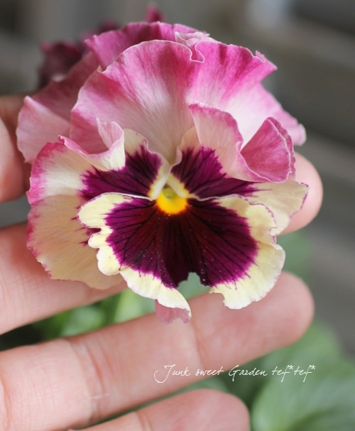 <i>Viola��wittrockiana </i><BR><BR>�ե��ѥ󥸡�<BR>�ե���<BR>�إȥꥫ�顼��������