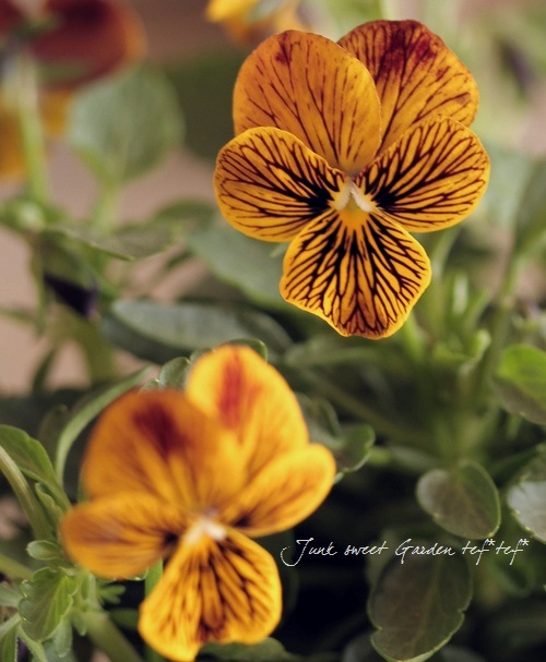 <i>Viola��wittrockiana </i><BR><BR>�����ɥӥ���<BR>�إ����ȥС����ȥ���������