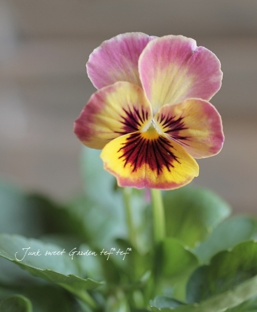 i>Viola×wittrockiana </i><BR><BR>小輪パンジー<BR>『パンドラ