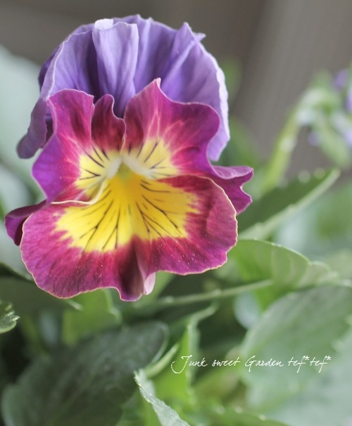 <i>Viola��wittrockiana </i><BR><BR>�ߤ�ȥѥ󥸡���΢�ʼ<BR>�إ������ѥå�����