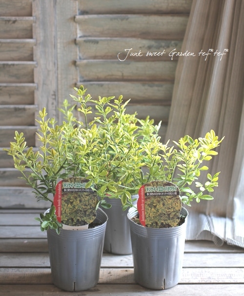 <i>Jasminum humile</i><BR><BR>���㥹�ߥʥ��������ꥭ������<BR>�إ��������Х��ե饤��